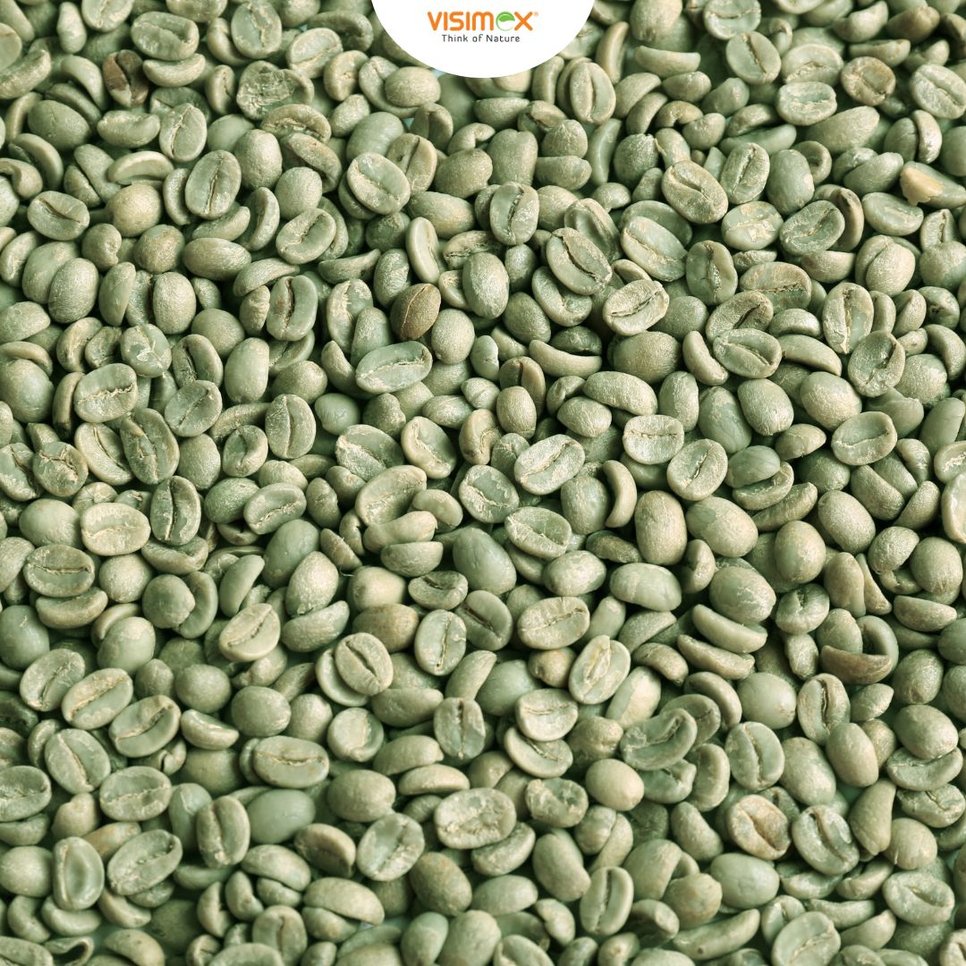 CÀ PHÊ ROBUSTA S13