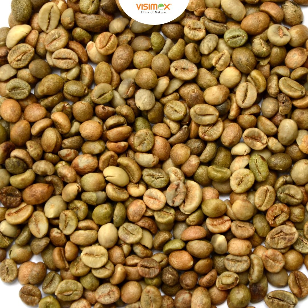 CÀ PHÊ ROBUSTA S16 BẮN MÀU