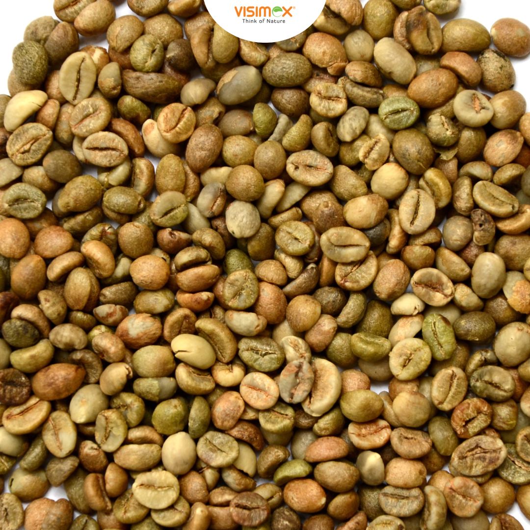 CÀ PHÊ ROBUSTA S16 STANDARD