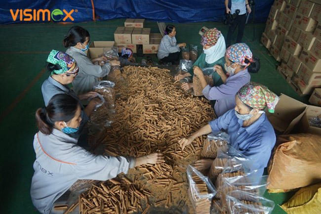 Female workers pack cinnamon in the store of Visimex JSC. Photo Courtesy of Gia Chinh