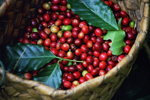 Giao dịch cà phê ở Việt Nam cải thiện, ổn định tại Indonesia