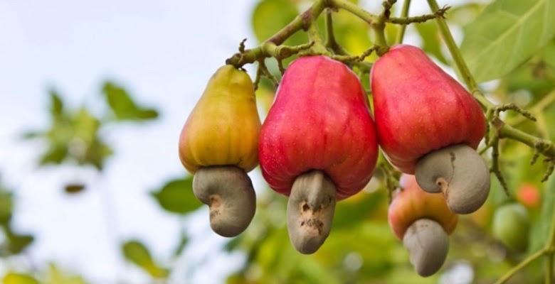 Binh Phuoc Province to inspect cashew farm support