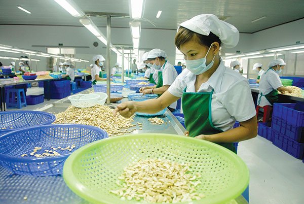 15 năm liên tiếp Việt Nam đứng đầu thế giới về chế biến, xuất khẩu điều nhân