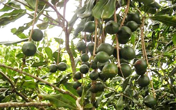 LienVietPostBank funds VNĐ3 trillion for macadamia plantation