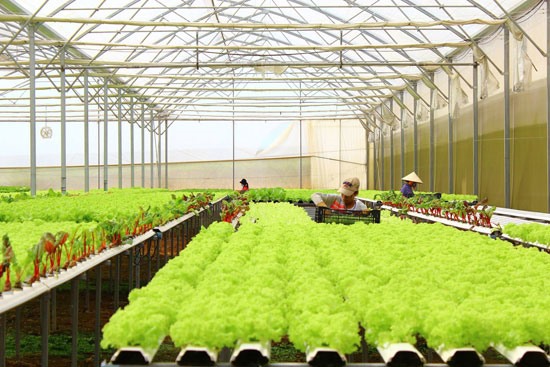 Phú Yên develops hi-tech agricultural zone