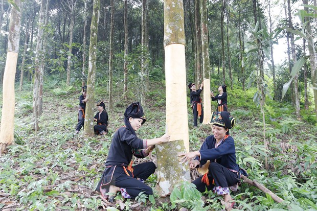 Yen Bai Promotes Organic Cassia (Cinnamon) Production