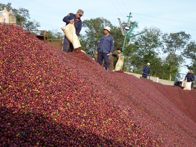 Năm 2020, kim ngạch xuất khẩu cà phê đạt 2,7 tỷ USD với hơn 1,7 triệu tấn