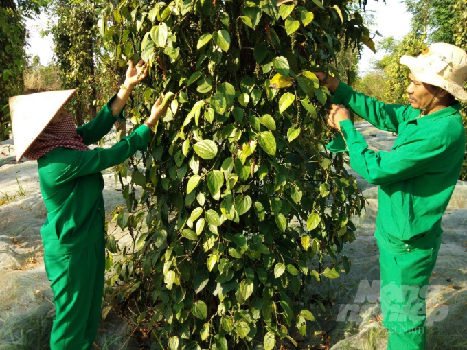 Pepper price can reach VND 90,000/kg by the end of the year