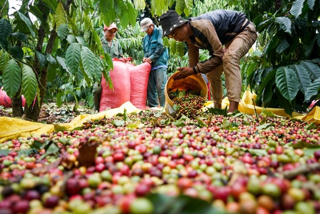 Coffee price increased sharply, export bumper was 2.23 billion USD