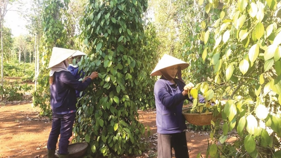Nhiều cơ hội cho sản phẩm gia vị, hương liệu của Việt Nam