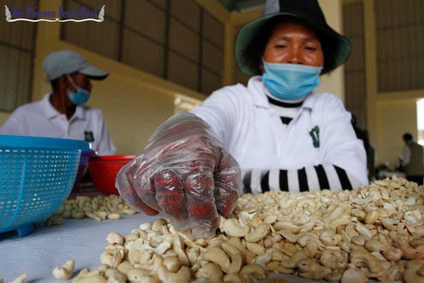 Vietnam is Cambodia's largest cashew nut export market