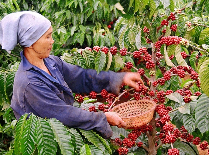 Xuất khẩu cà phê có xu hướng hồi phục từ cuối năm 2021