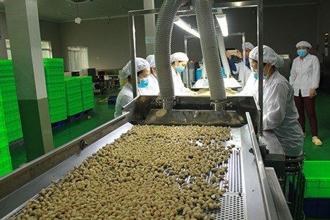 Cashew industry with the world's number 1 