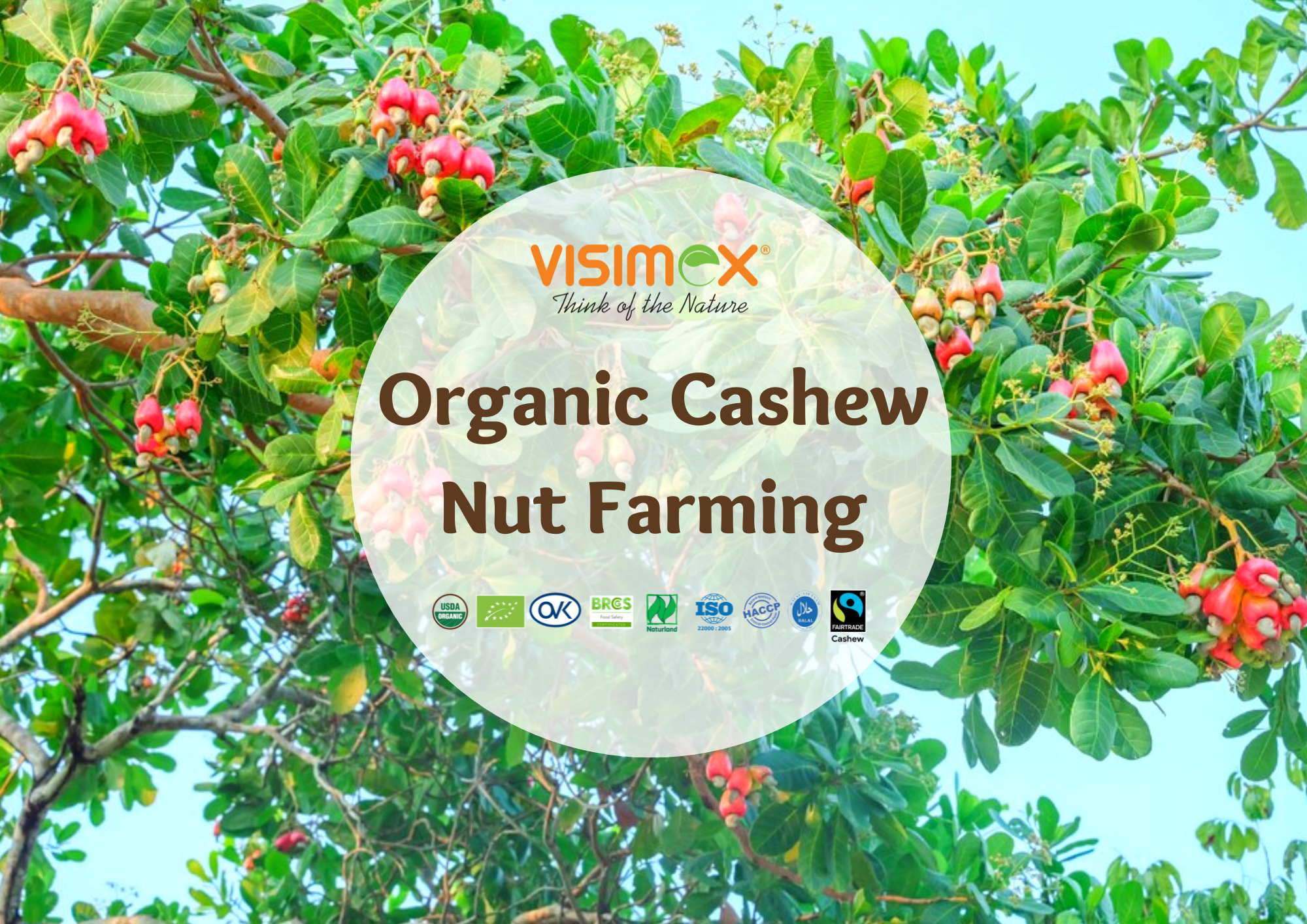 The Role of Technology in Organic Cashew Nut Farming: Benefits and Advancements