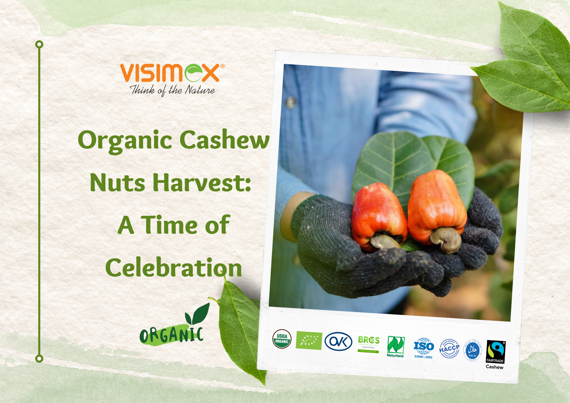 Organic Cashew Nuts Harvest: A Time of Celebration