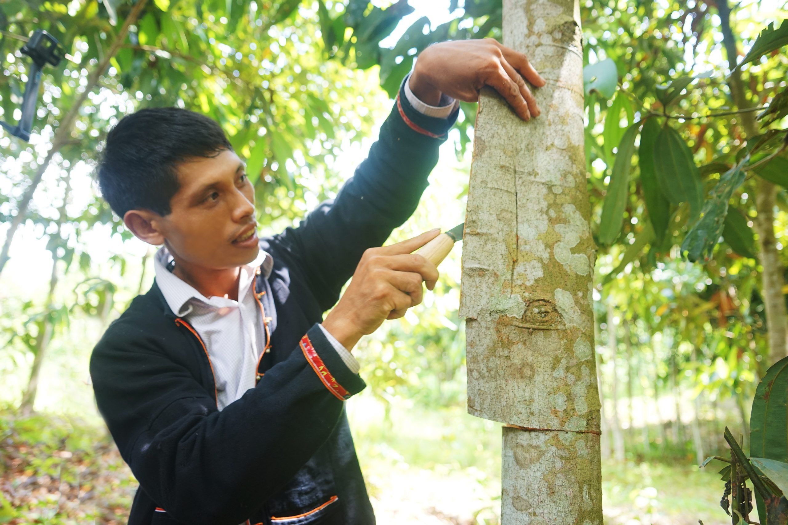 Organic Cinnamon farming success story in Yen Bai