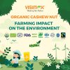 Organic Cashew Nut Farming Impact on the Environment