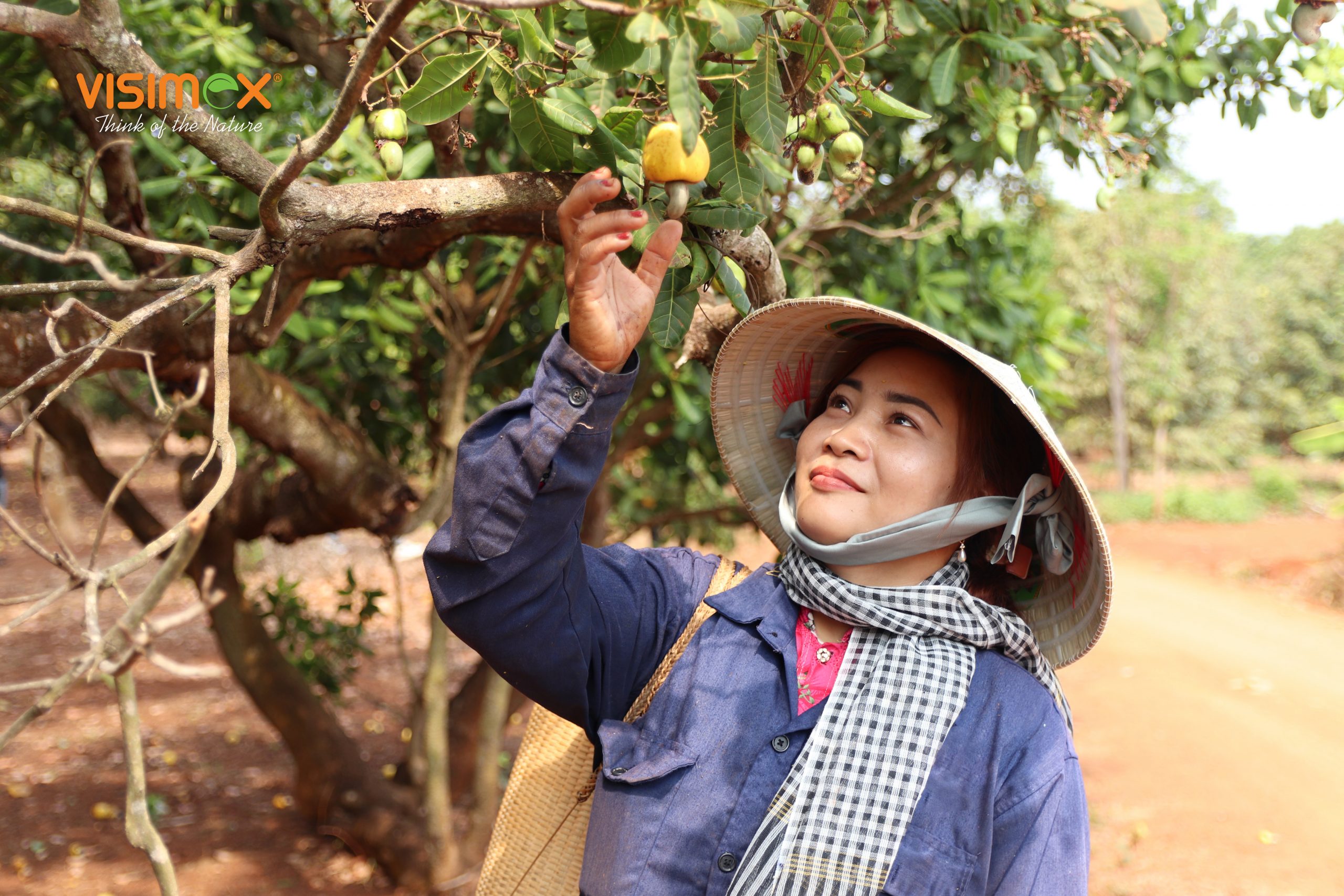 Organic Cashew Nuts Become Tradition in Binh Phuoc