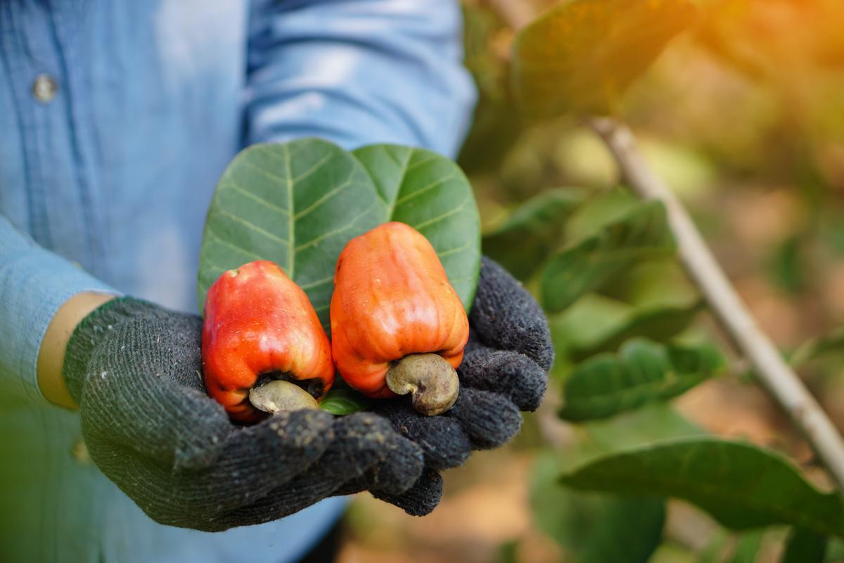 Challenges and Opportunities in the Organic Cashew Industry
