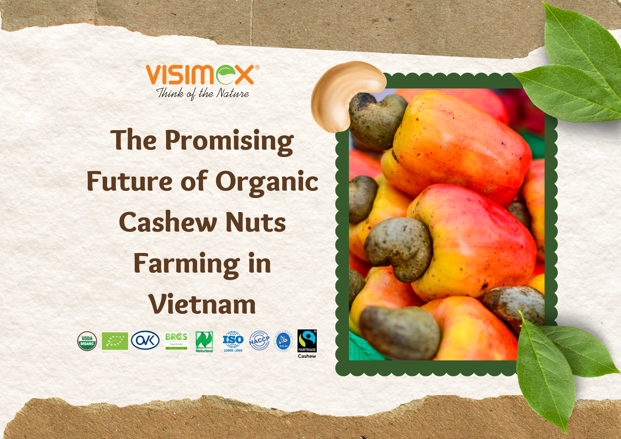 The Promising Future of Organic Cashew Farming in Vietnam