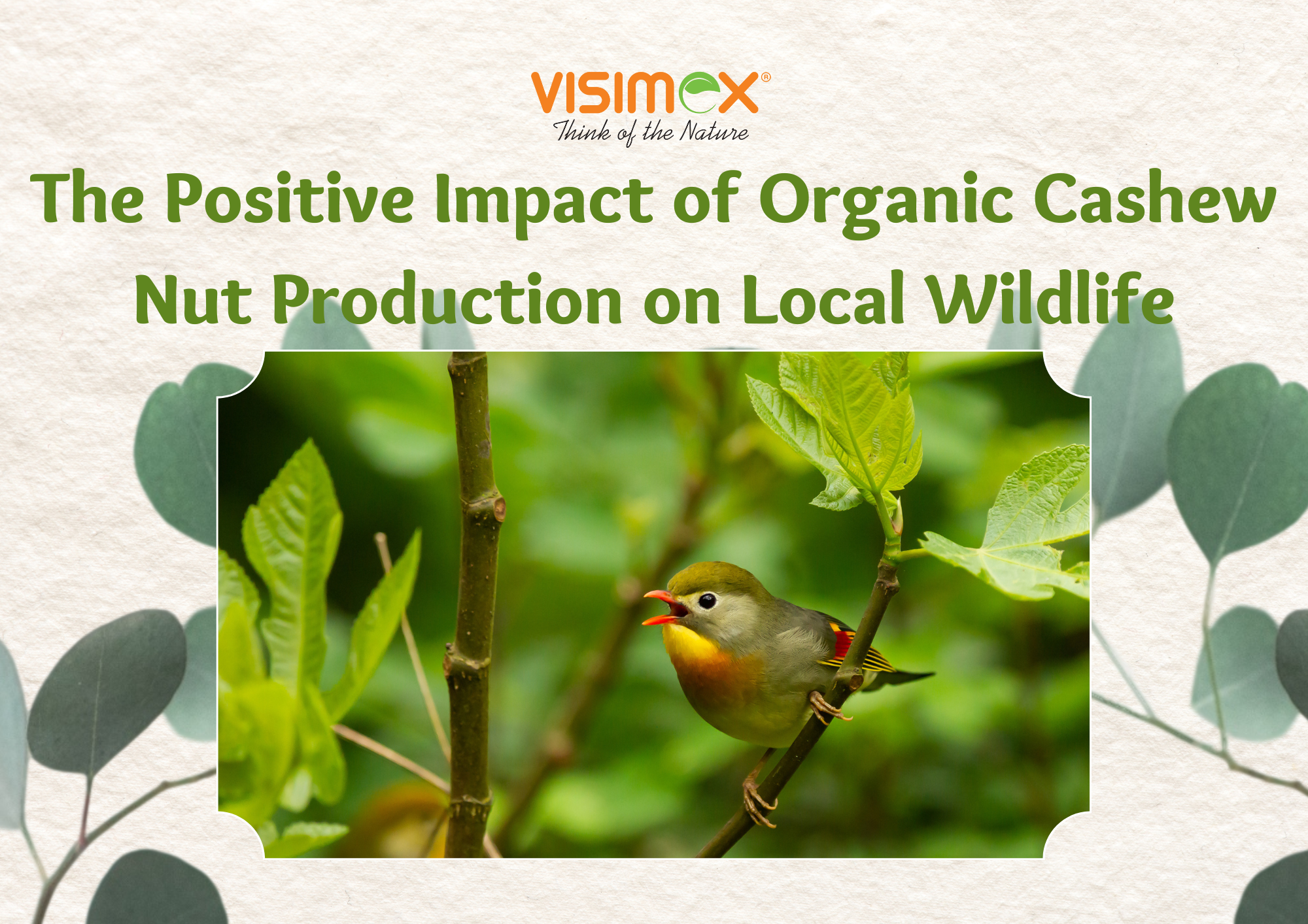Organic Cashew Kernels and Wildlife Conservation