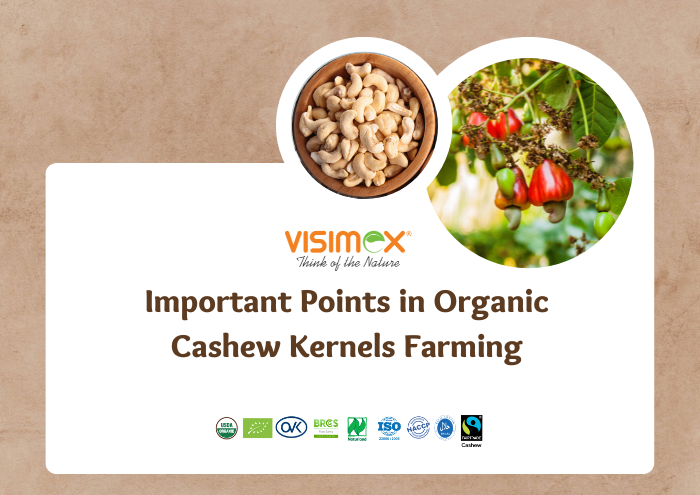Important Points in Organic Cashew Kernels Farming