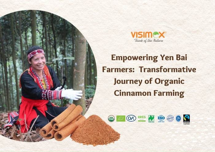 Empowering Yen Bai Farmers: The Transformative Journey of Organic Cinnamon Farming