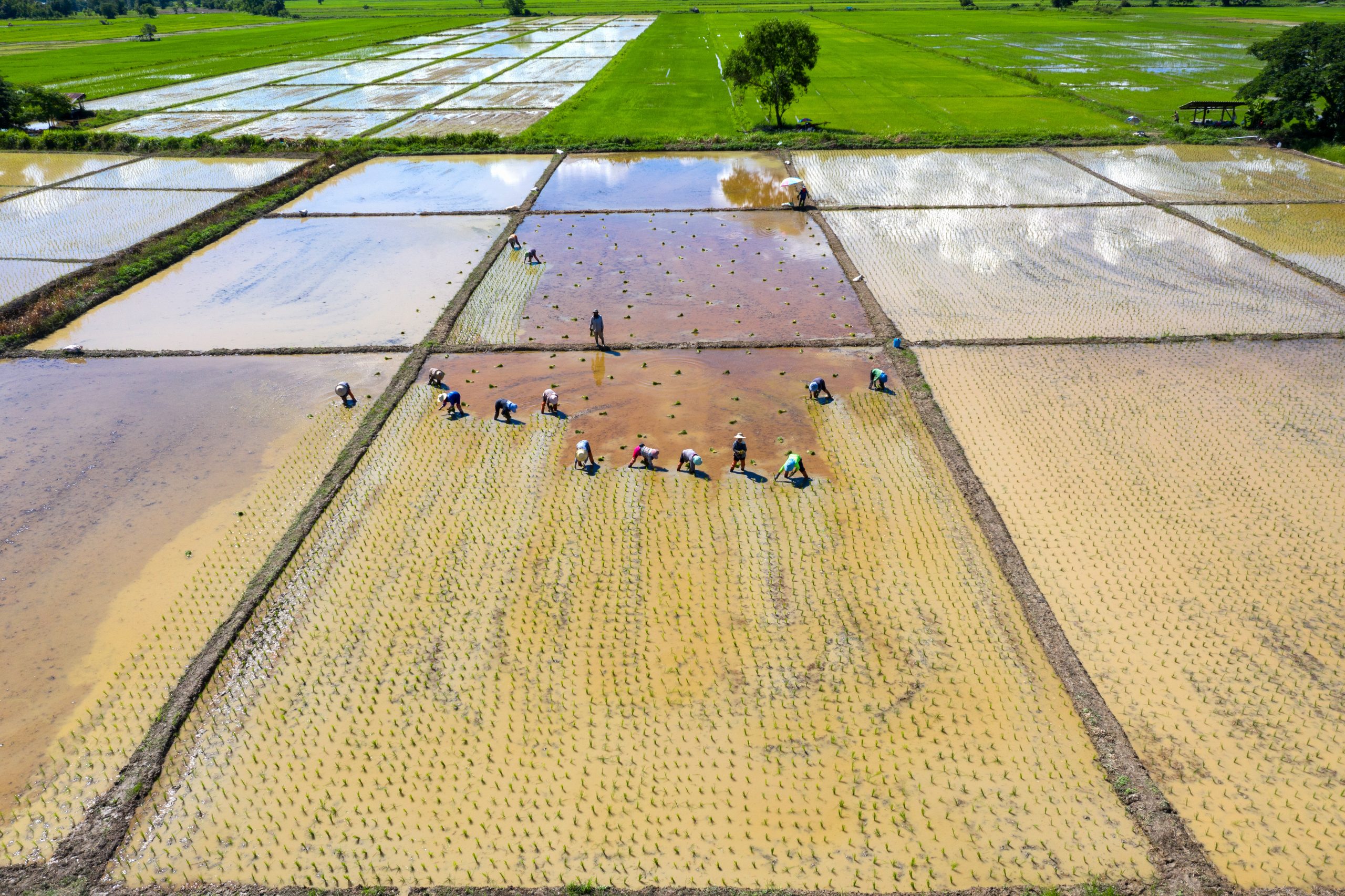 Sustainable Agriculture Development in Vietnam: A Step Towards the Future