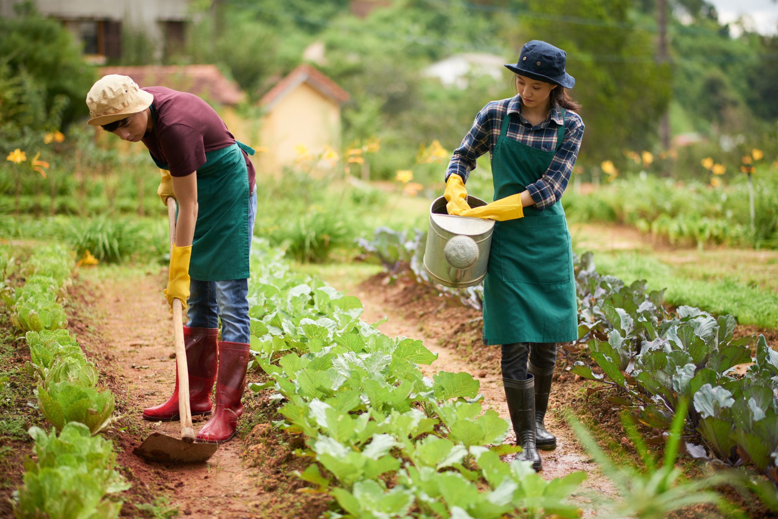 The Organic Agriculture Revolution in Vietnam: A Journey to Sustainable Farming