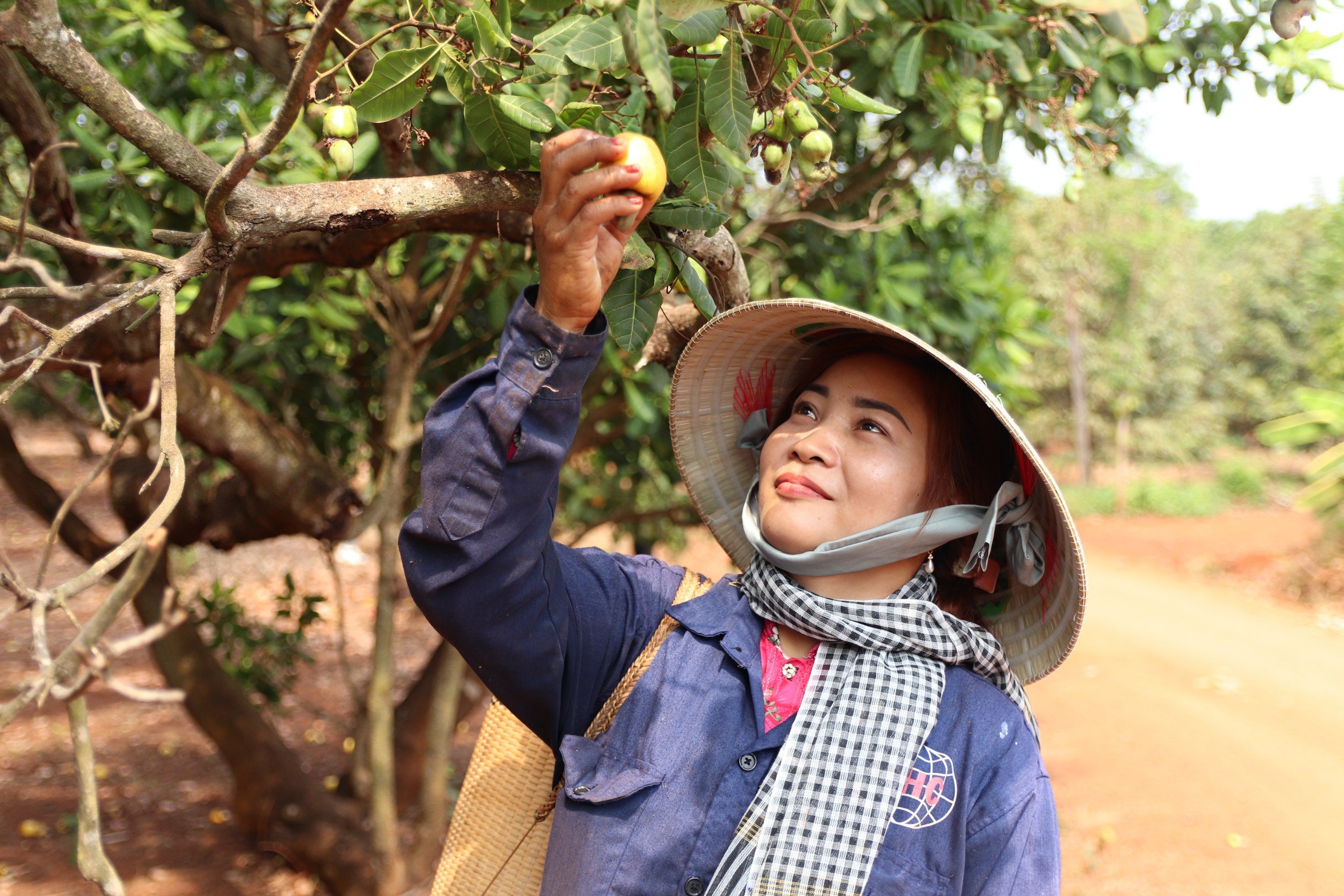 Fairtrade ở Việt Nam: Tầm ảnh hưởng đối với nền nông nghiệp và cuộc sống người nông dân