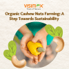 The Essence of Organic Cashew Nuts Farming: A Step Towards Sustainability