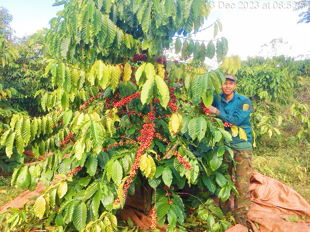 Organic Coffee Harvest