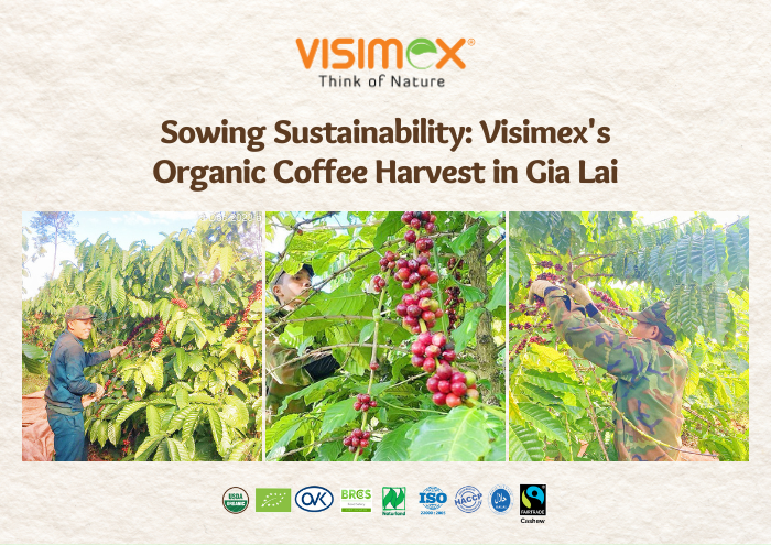 Visimex's Organic Coffee Harvest in Gia Lai