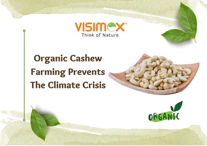 Organic Cashew Farming Prevents The Climate Crisis