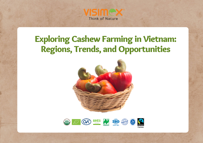 Exploring Cashew Farming in Vietnam: Regions, Trends, and Opportunities