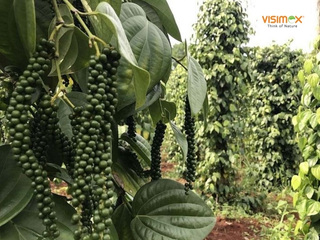Risks of Consuming Black Pepper
