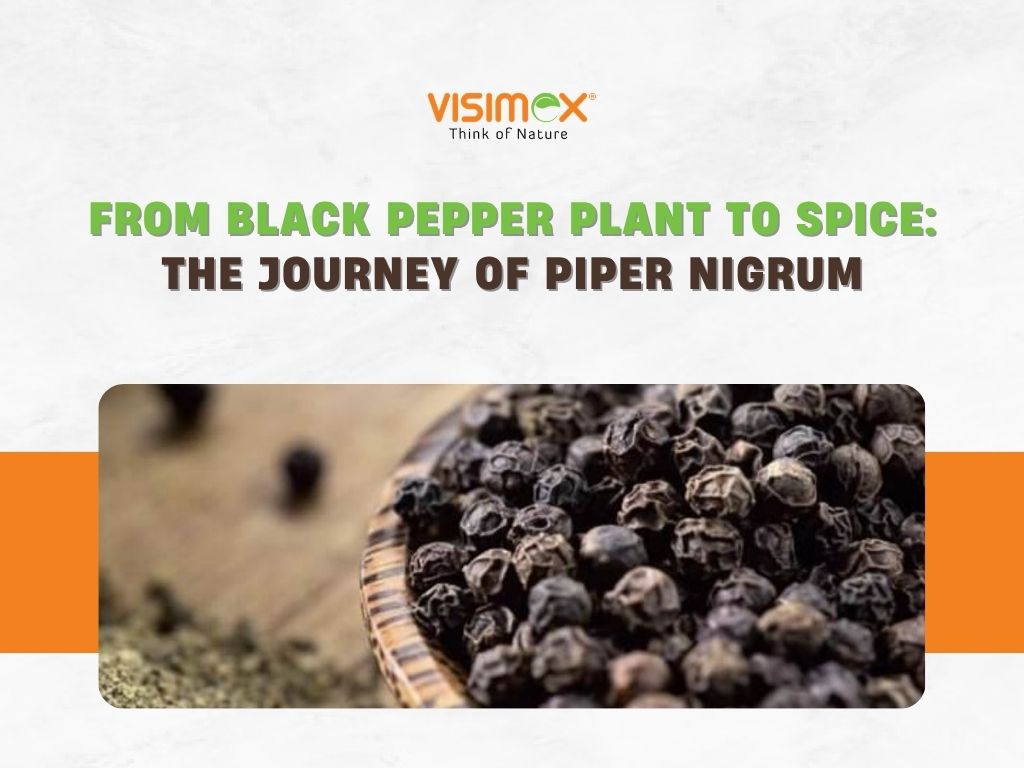 From Black Pepper Plant to Spice: The Journey of Piper Nigrum - Visimex